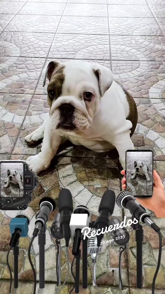 @VikingoFranco