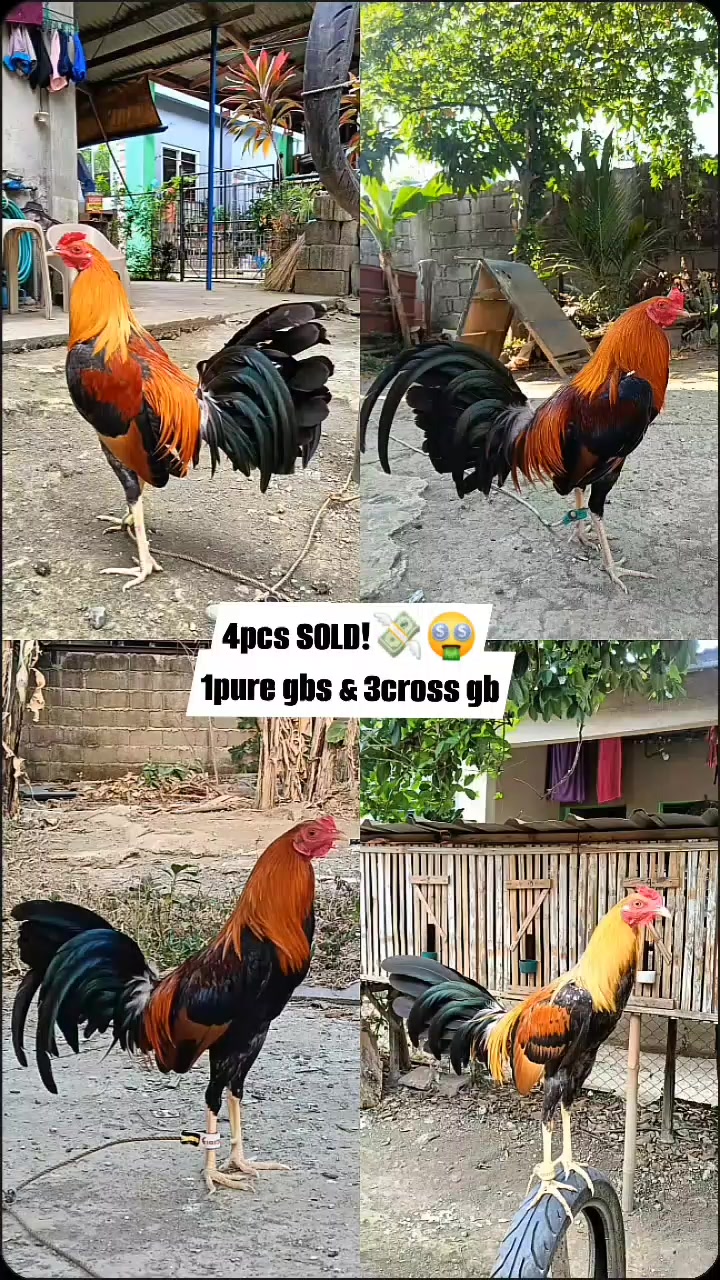 @jbt888 gamefowl