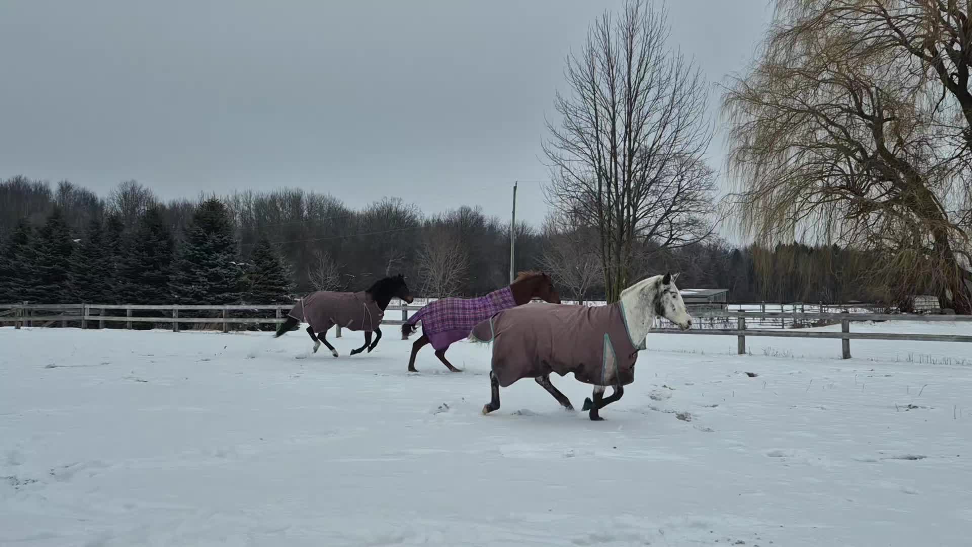 @Tiana 👩🏽&zwj;🌾🐴
