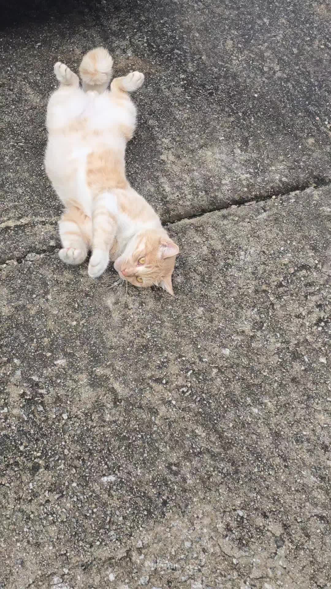 @고양이 형아