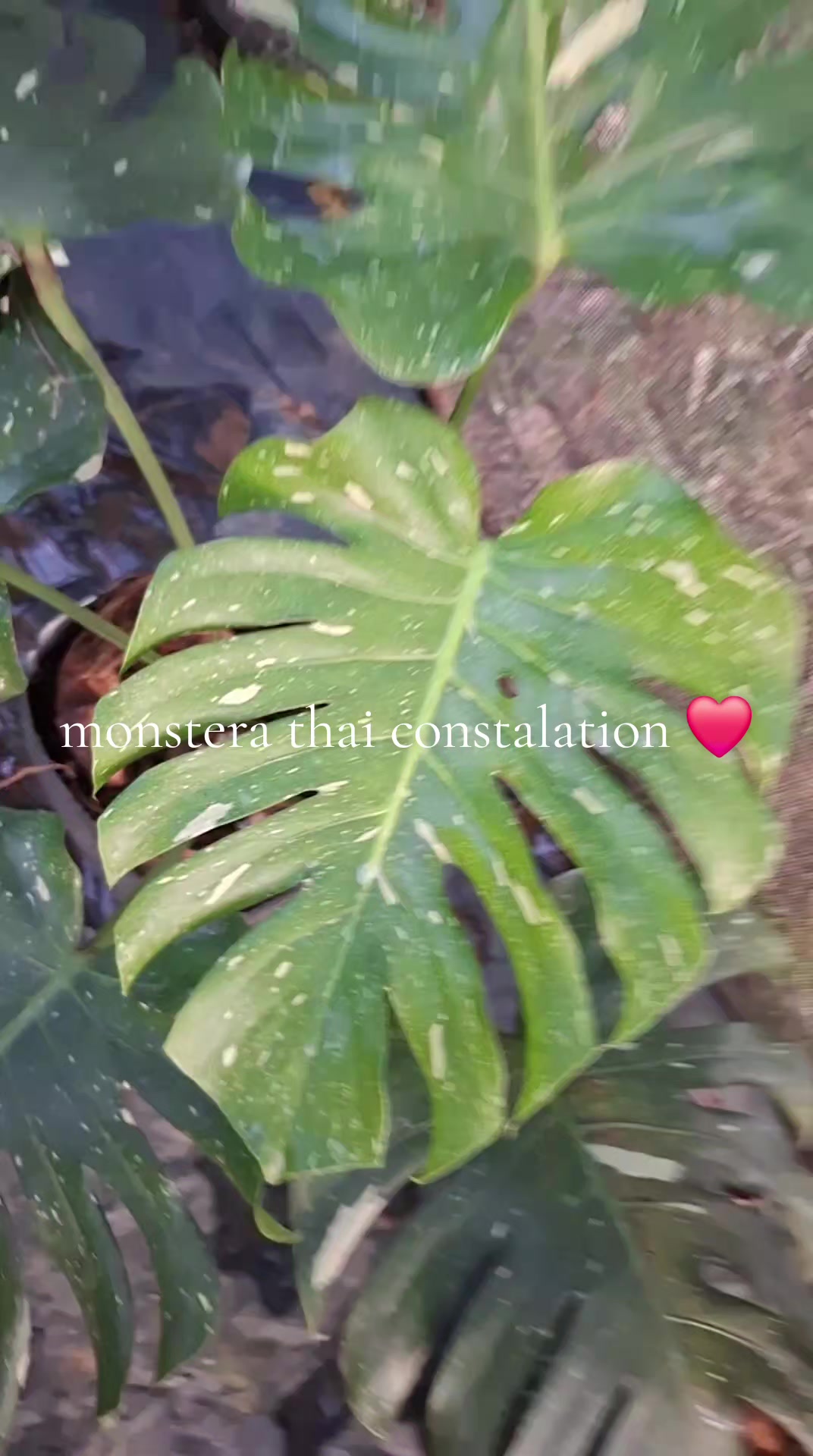 @The.secret.Garden.KKSFSCenter