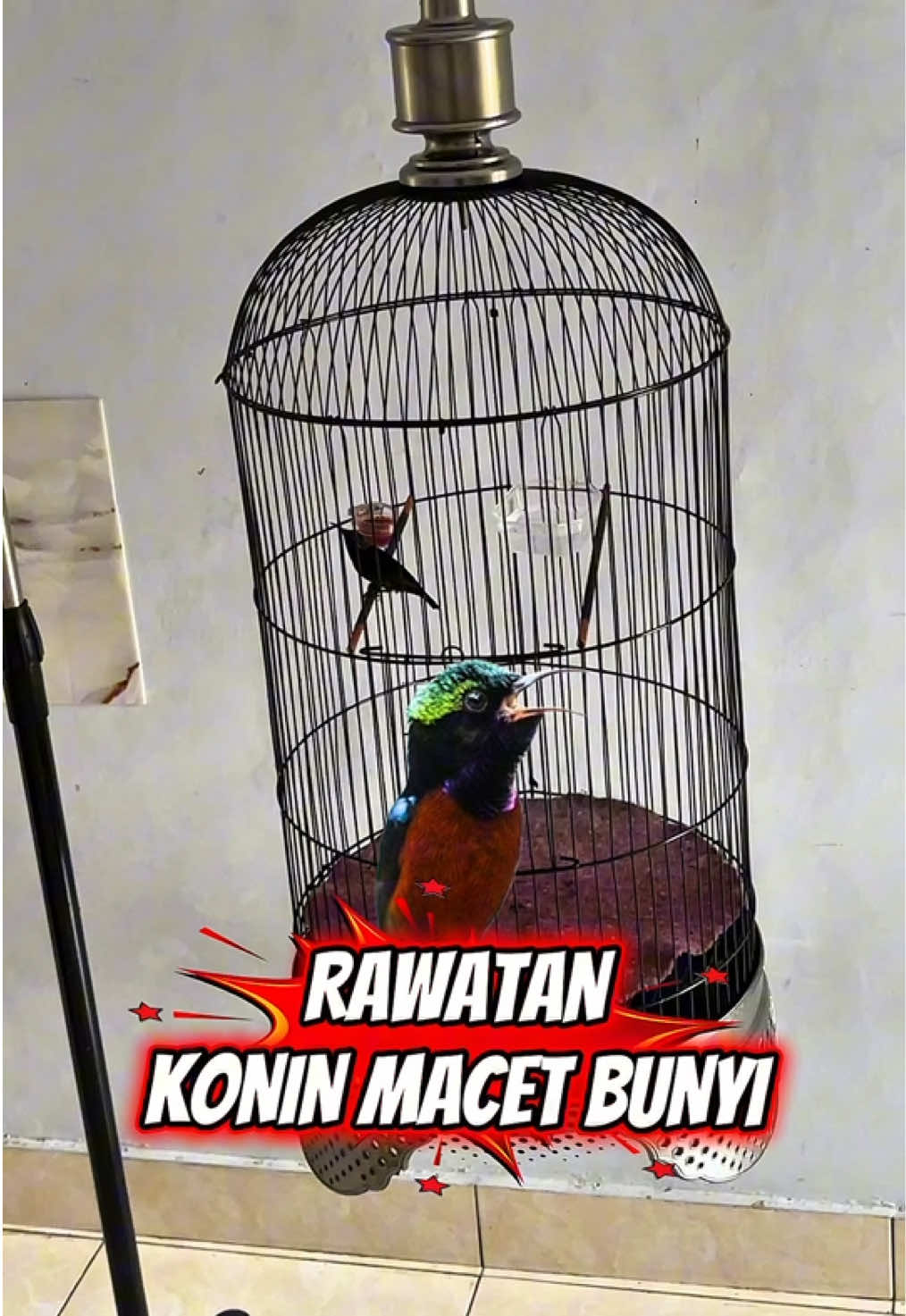 @KICAUNESIA ONLINE