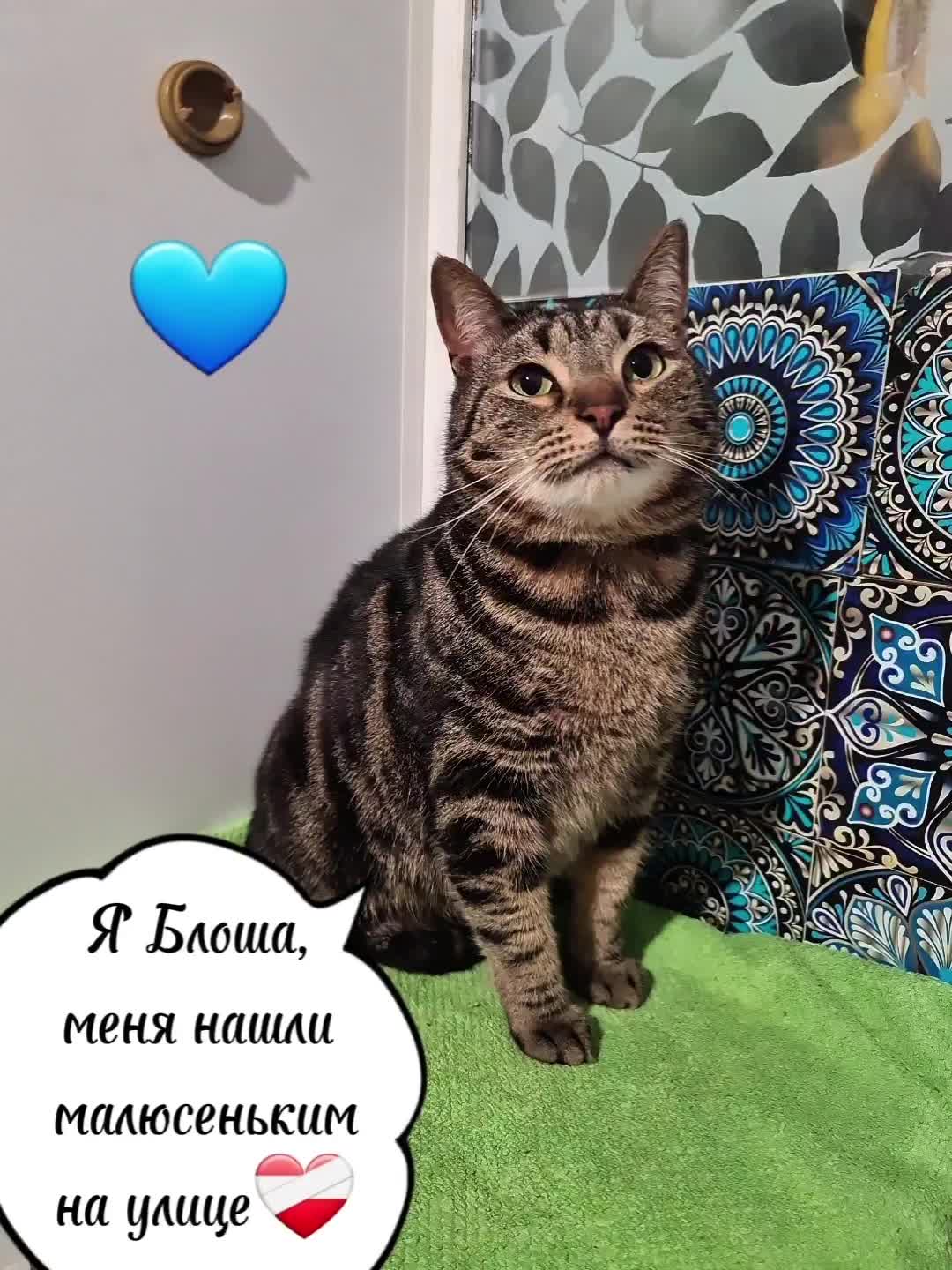 @Кошкин Дом