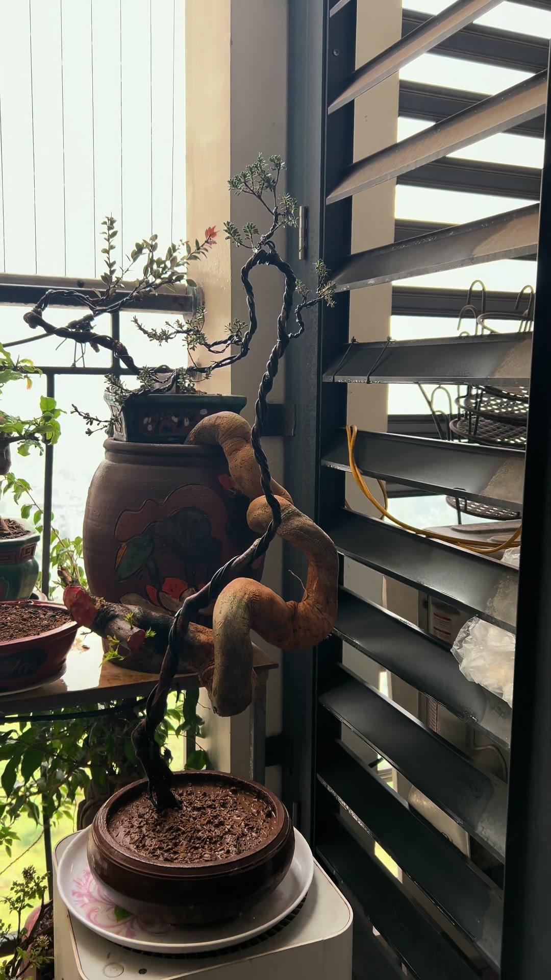 @Minh Phong Bonsai