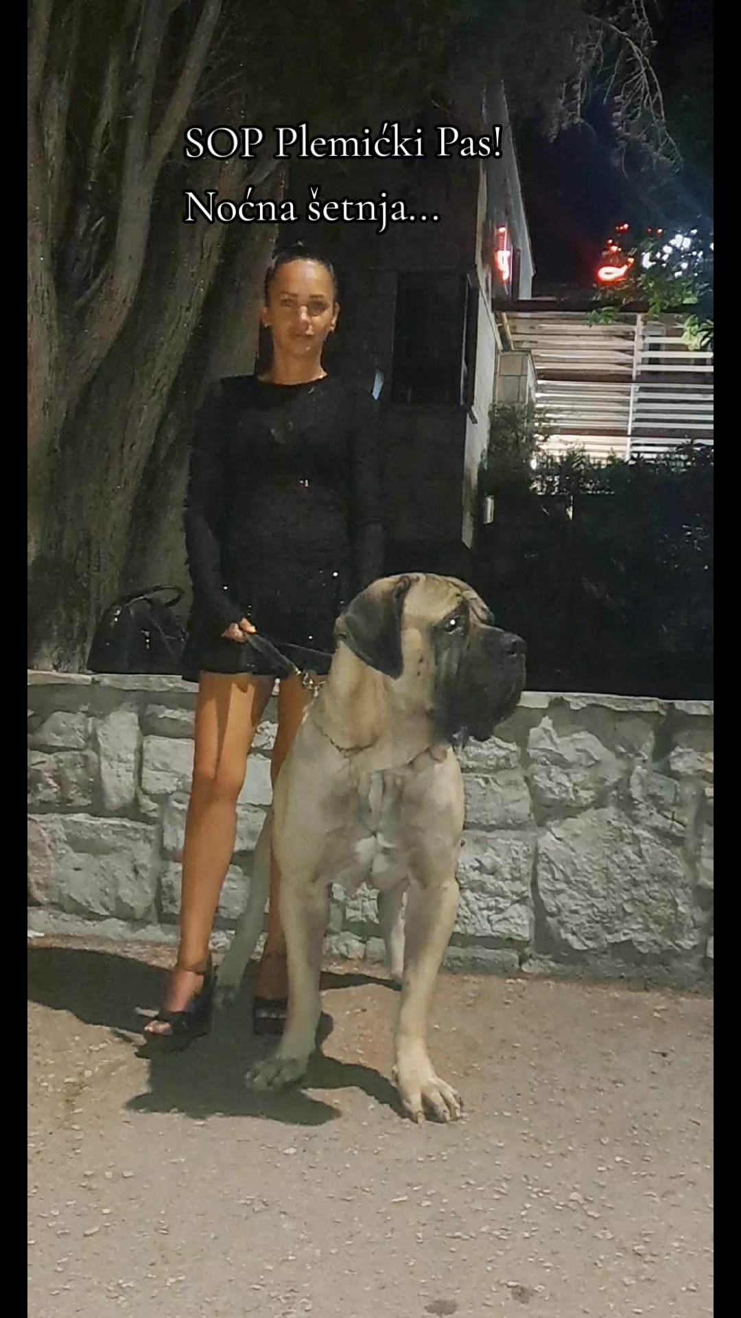 @Plemićki pas Srpski mastif