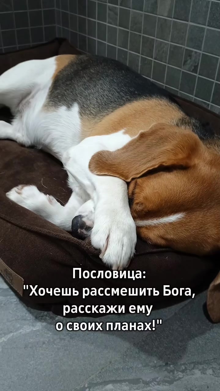 @Бигль Сэм и его семья.