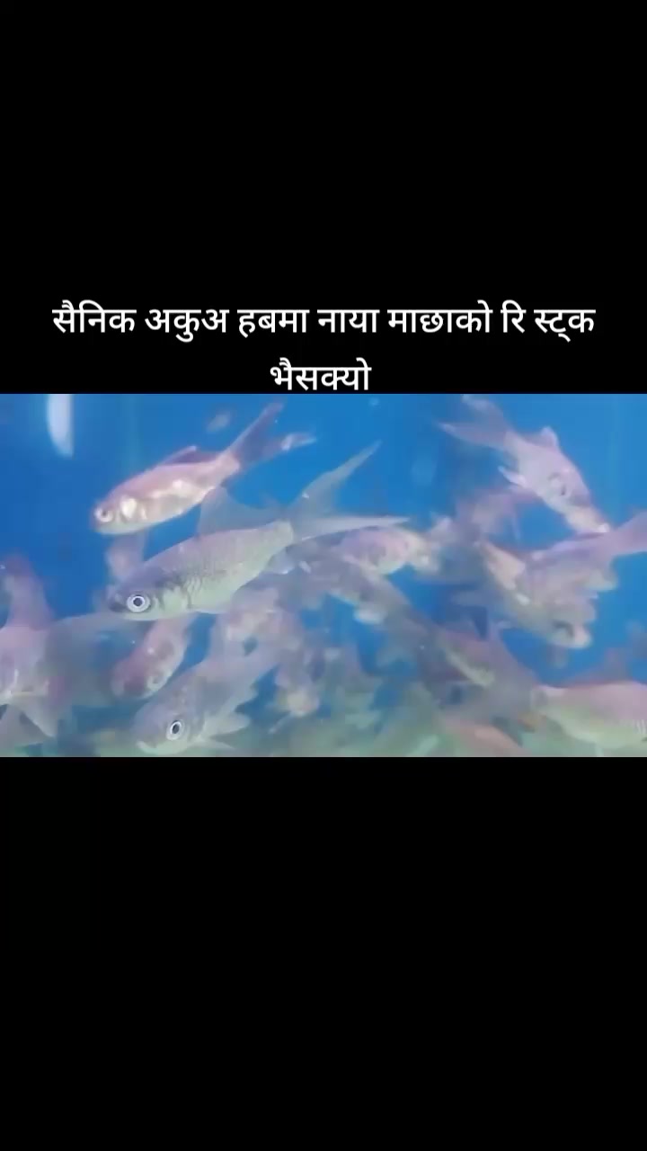 @hamro aquarium