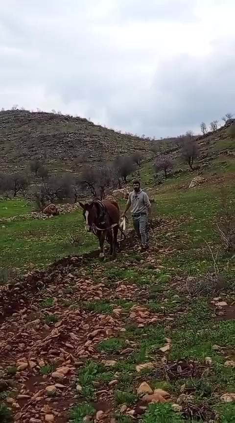 @hebun zınar