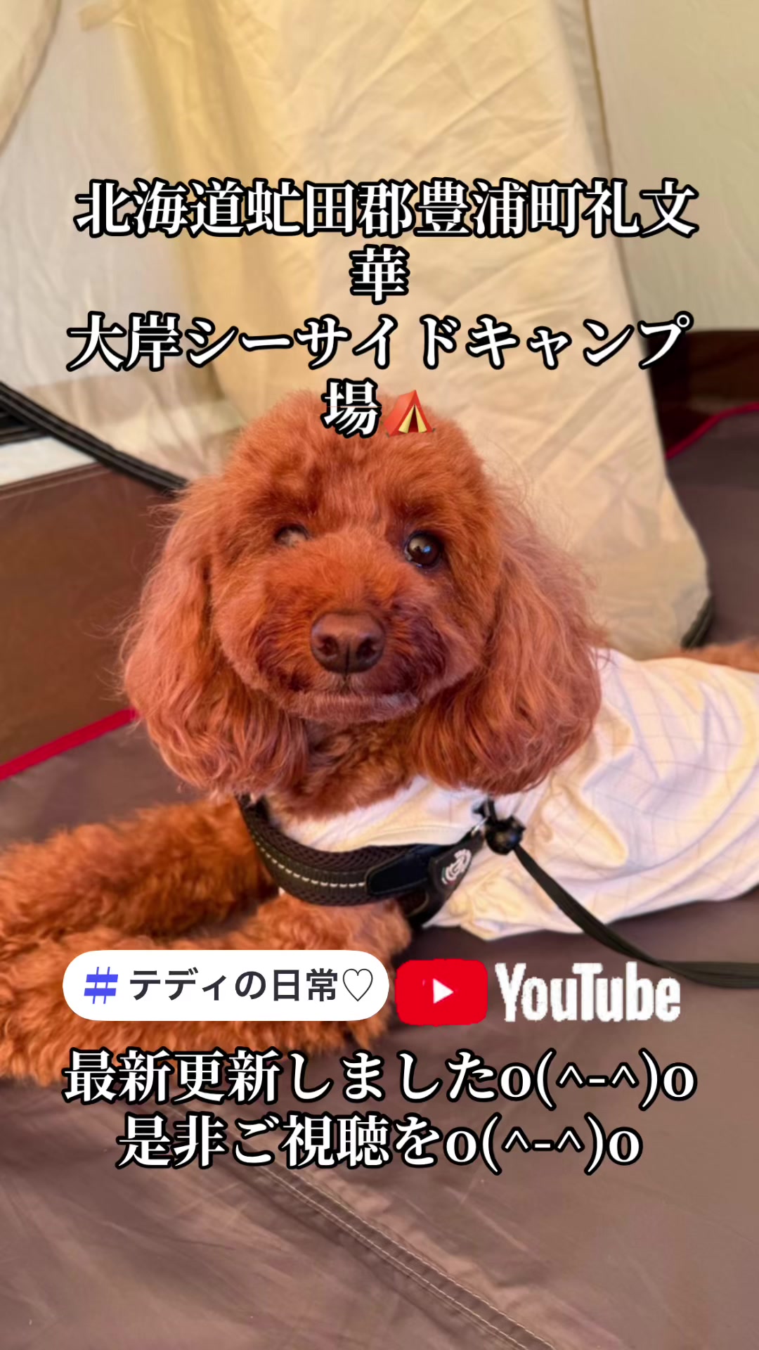 @テディきち