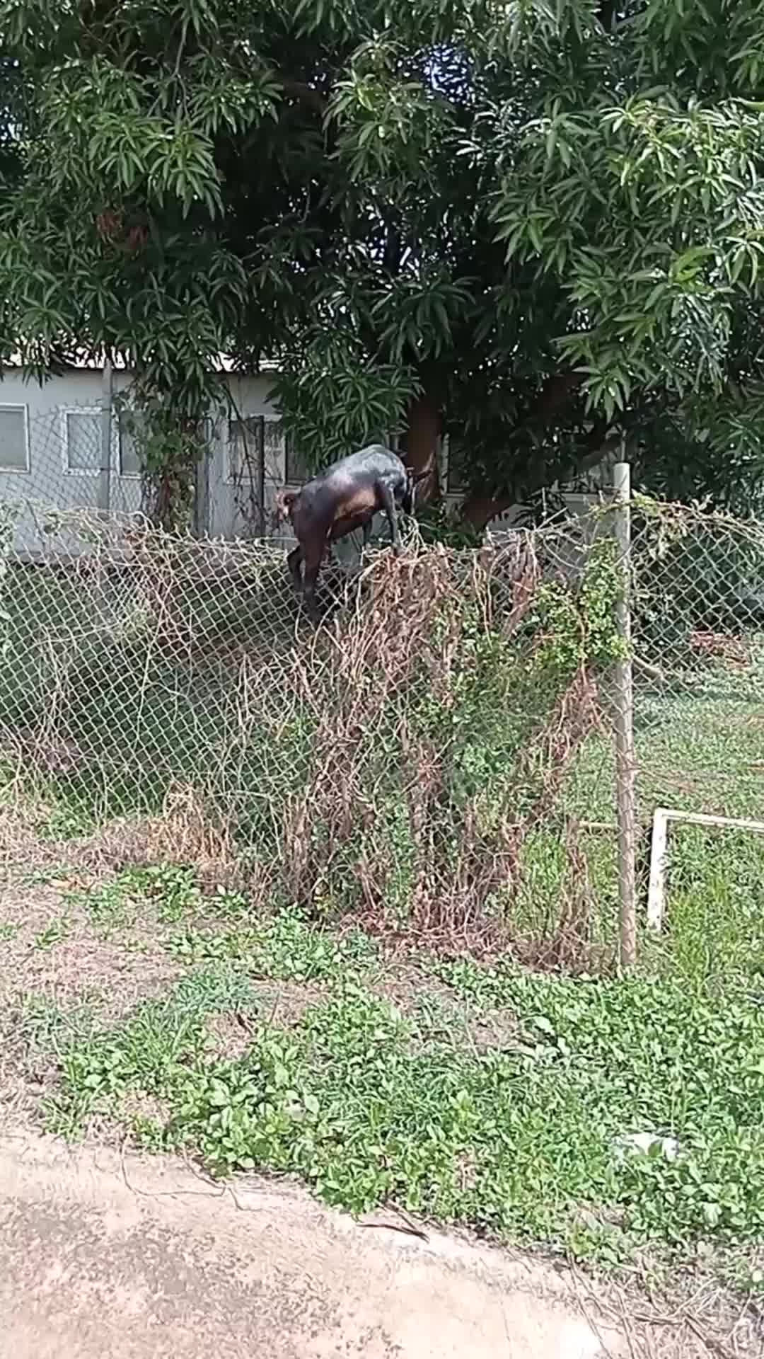 @बिन्दास