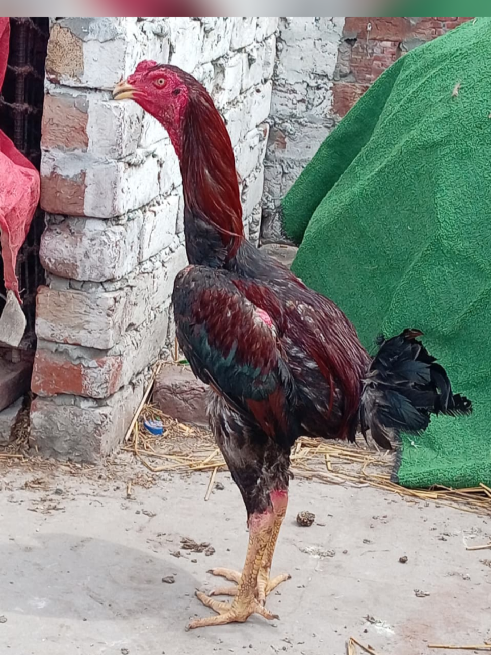 @Ali shah aseels