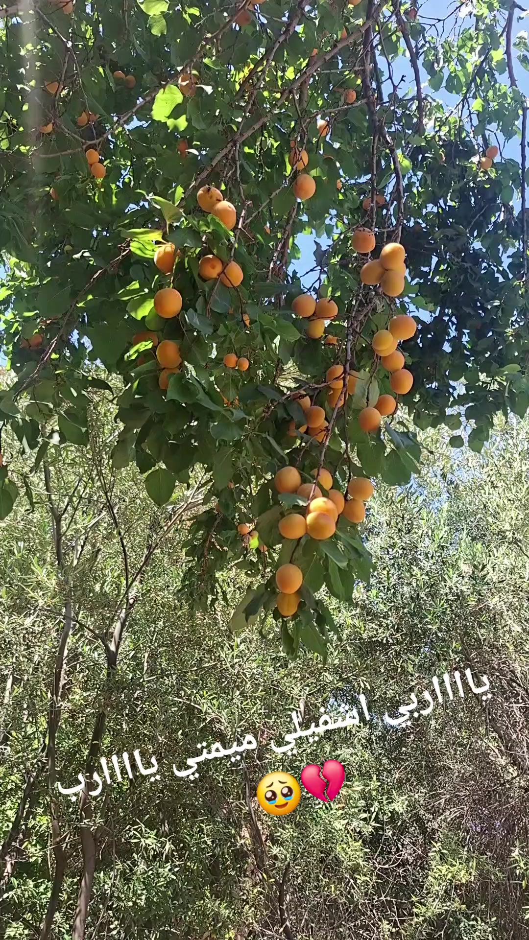 @مولات 406✈️ABLA ✈️