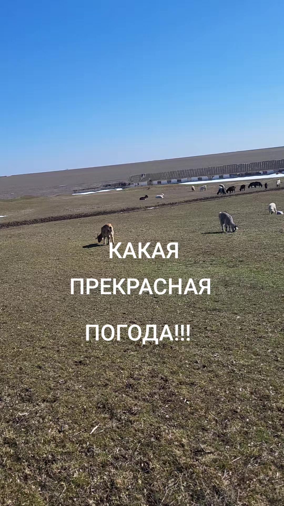 @А Х И Л Л Е С