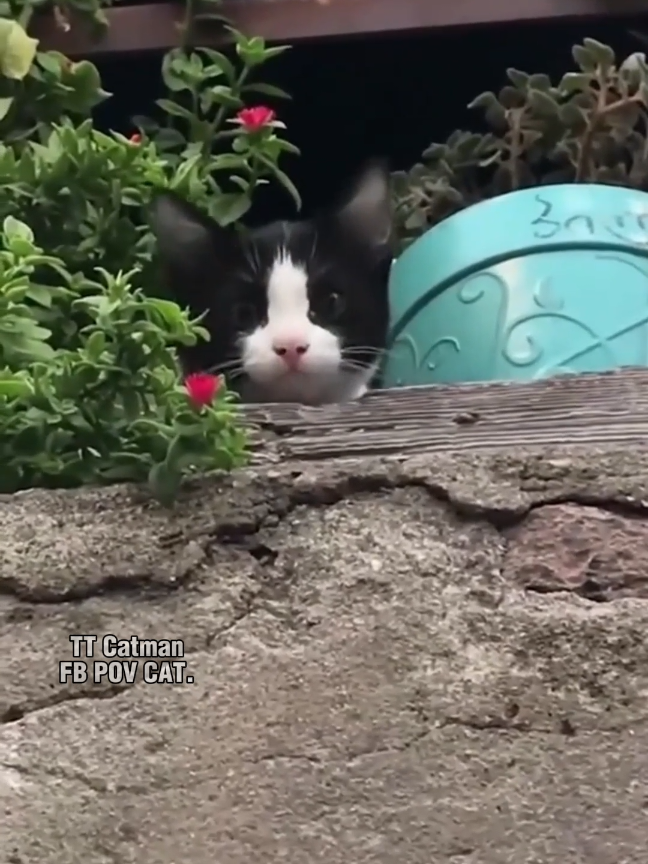 @Catman