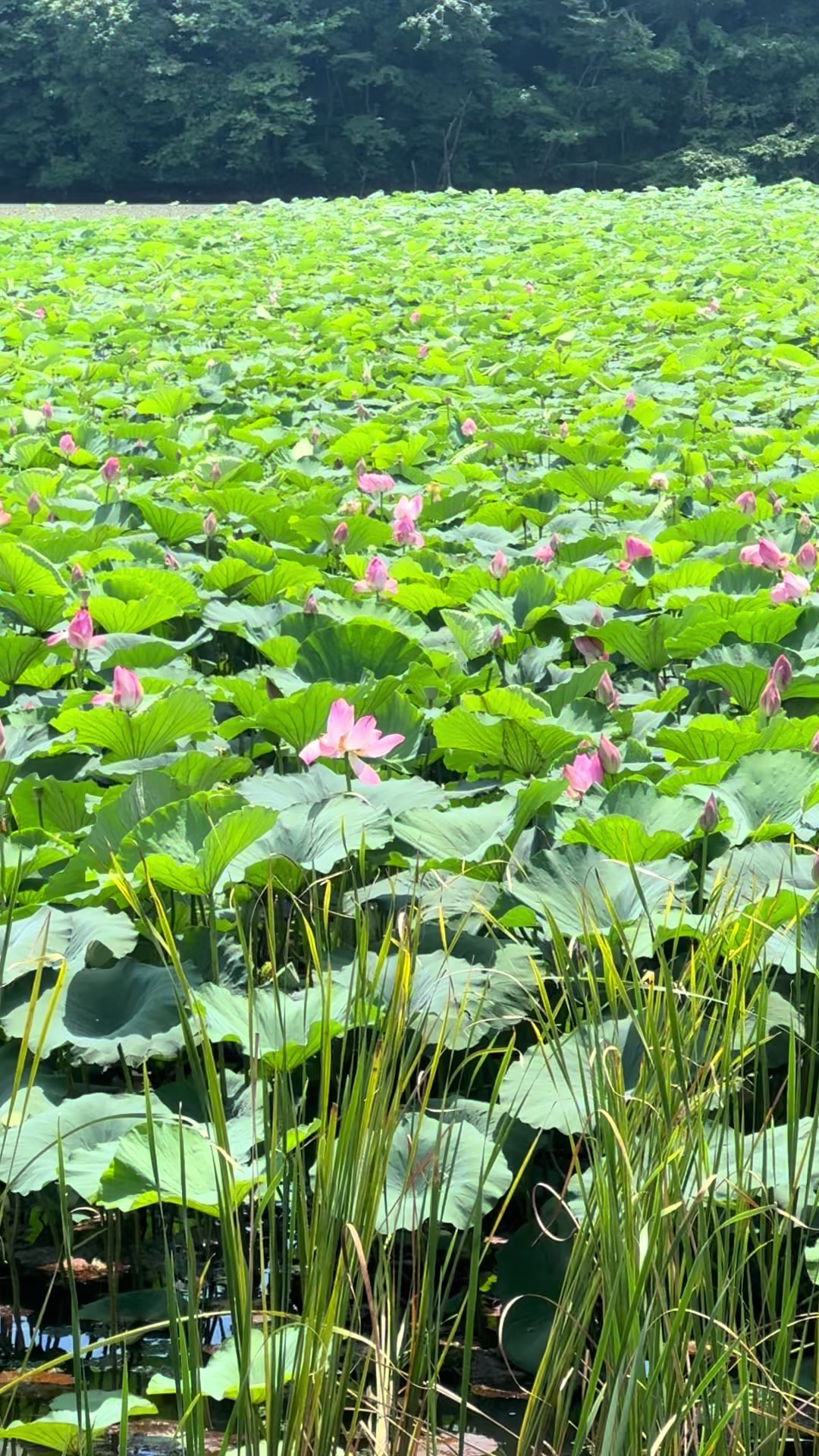 @🕵️👉🏻촌마을 농사꾼 청춘할배👈🏻🕵️