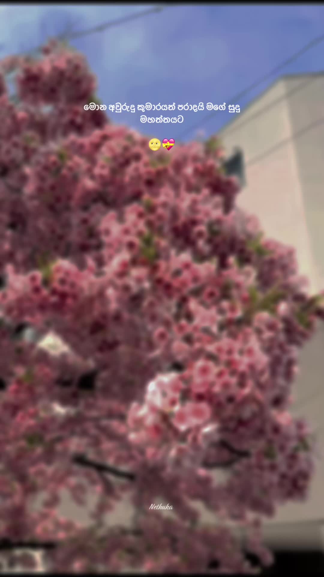 @NETHUKA 🤍 !