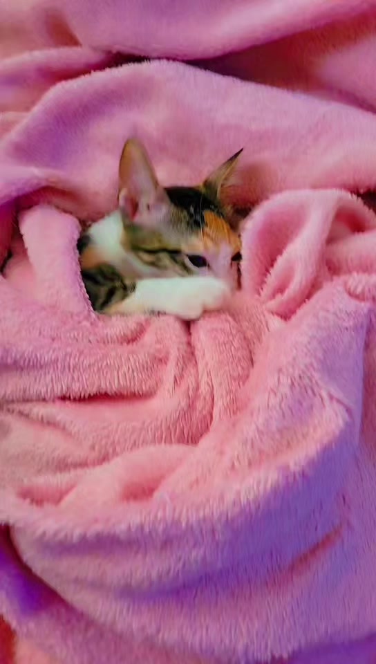 @✨️🐈❤️🐕❤️🐈✨️