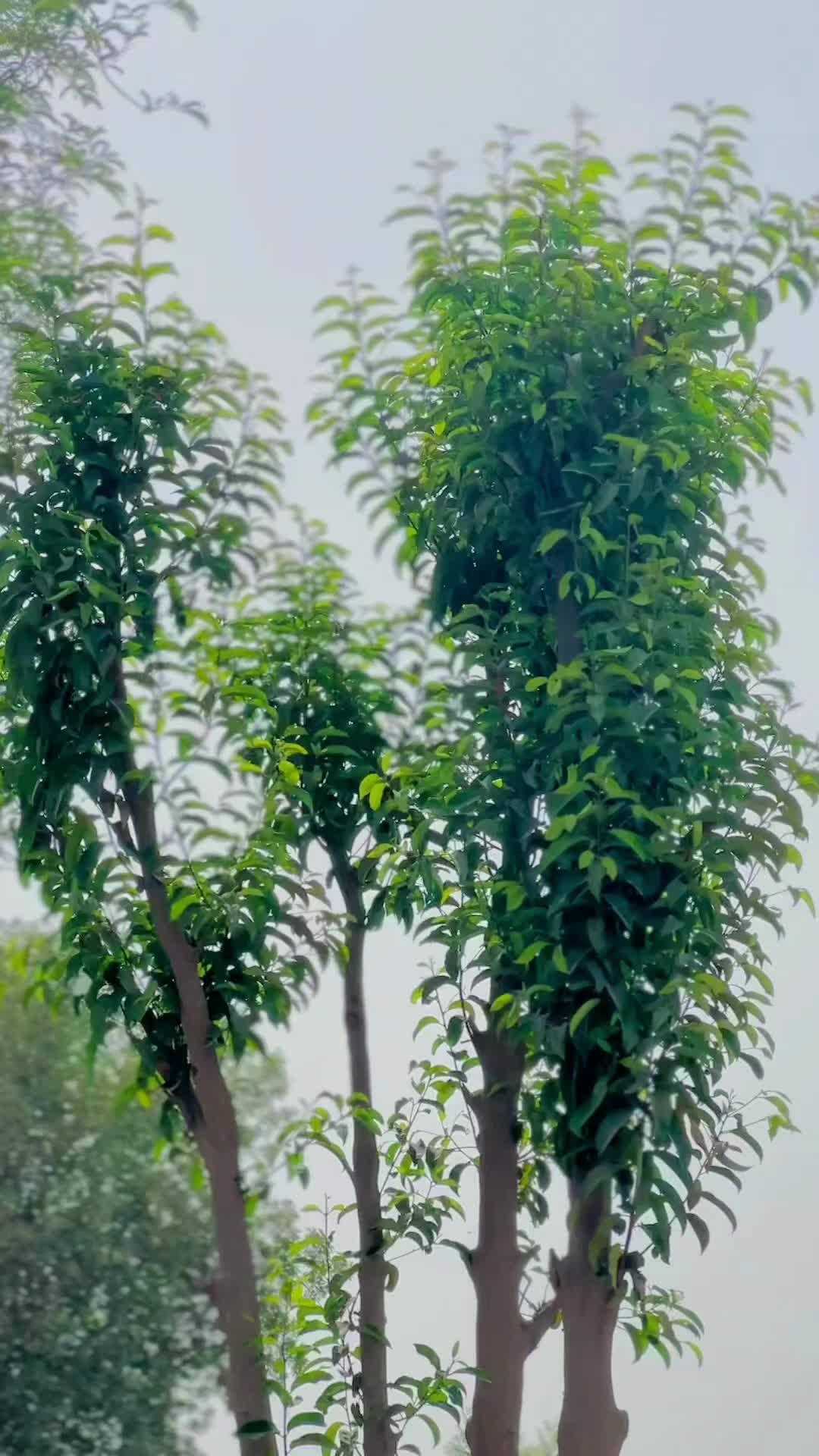 @𝘼𝙩𝙞𝙛🍁