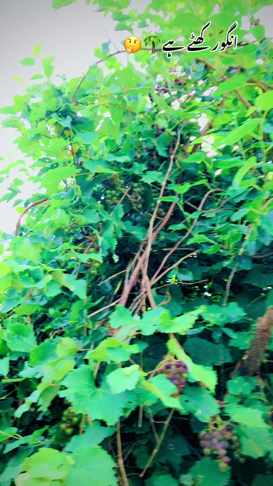 @مجتبیٰ ستی❤️&zwj;🩹(ملوٹ ستیاں)🥀