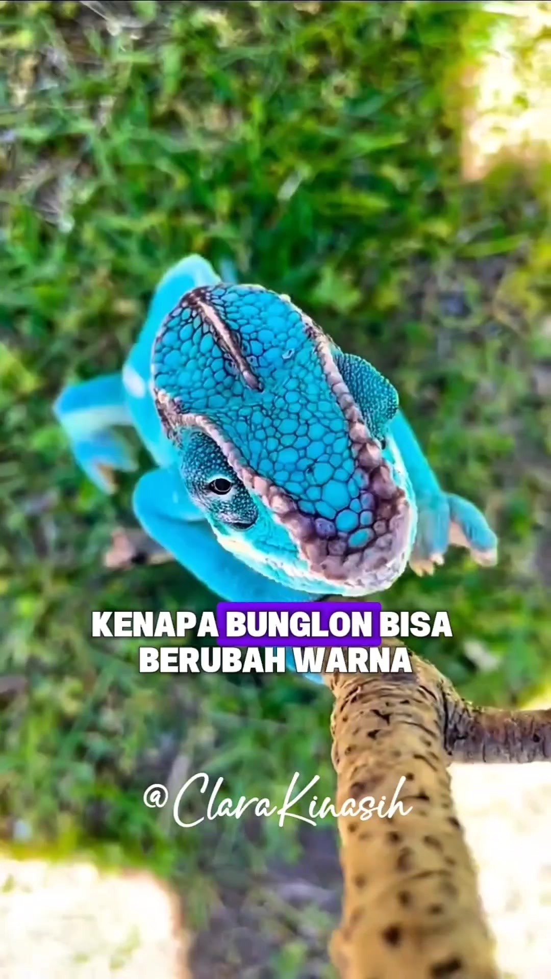 @Clara Kinasih AR