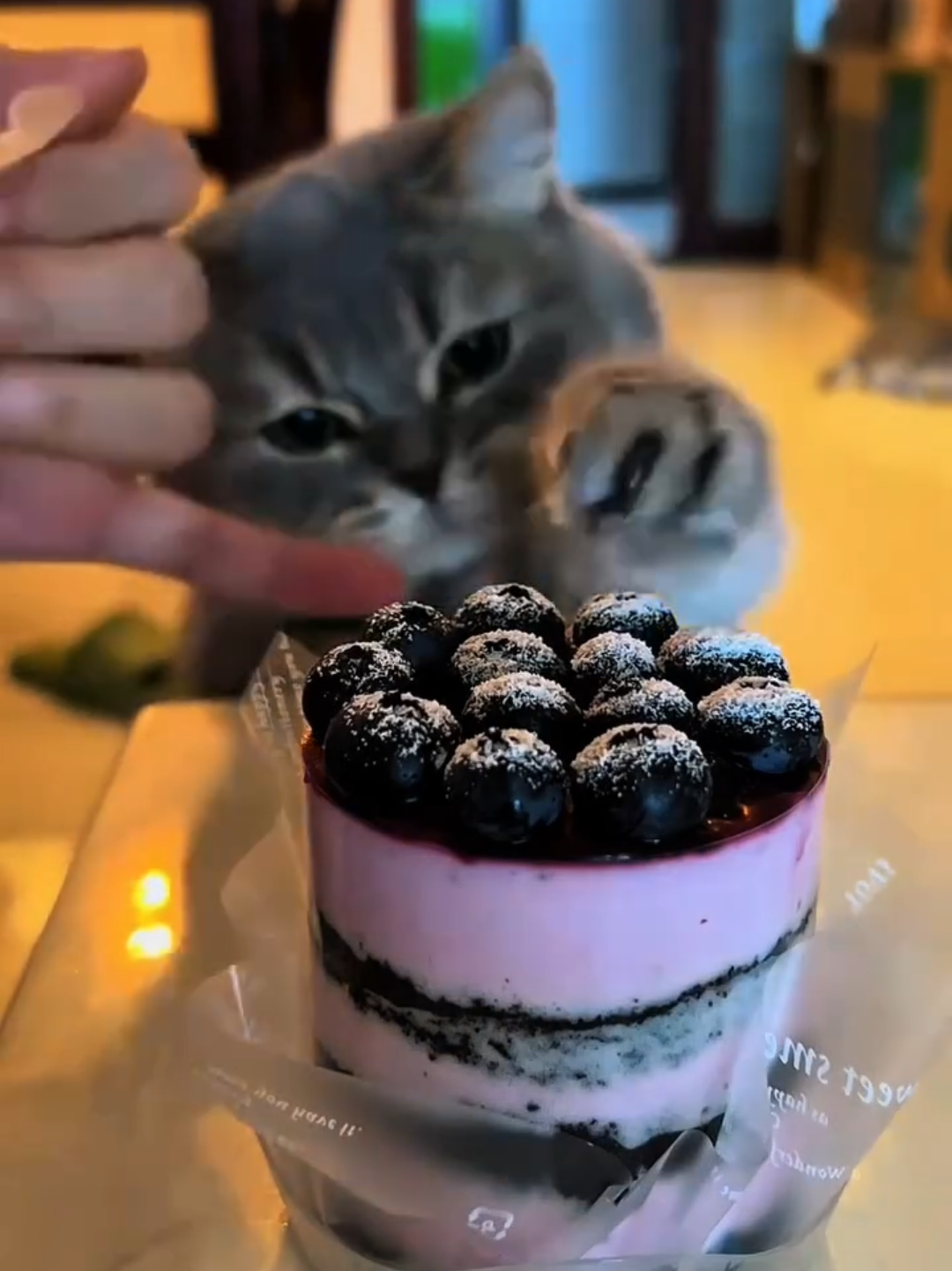 @Chonky World Of Cats