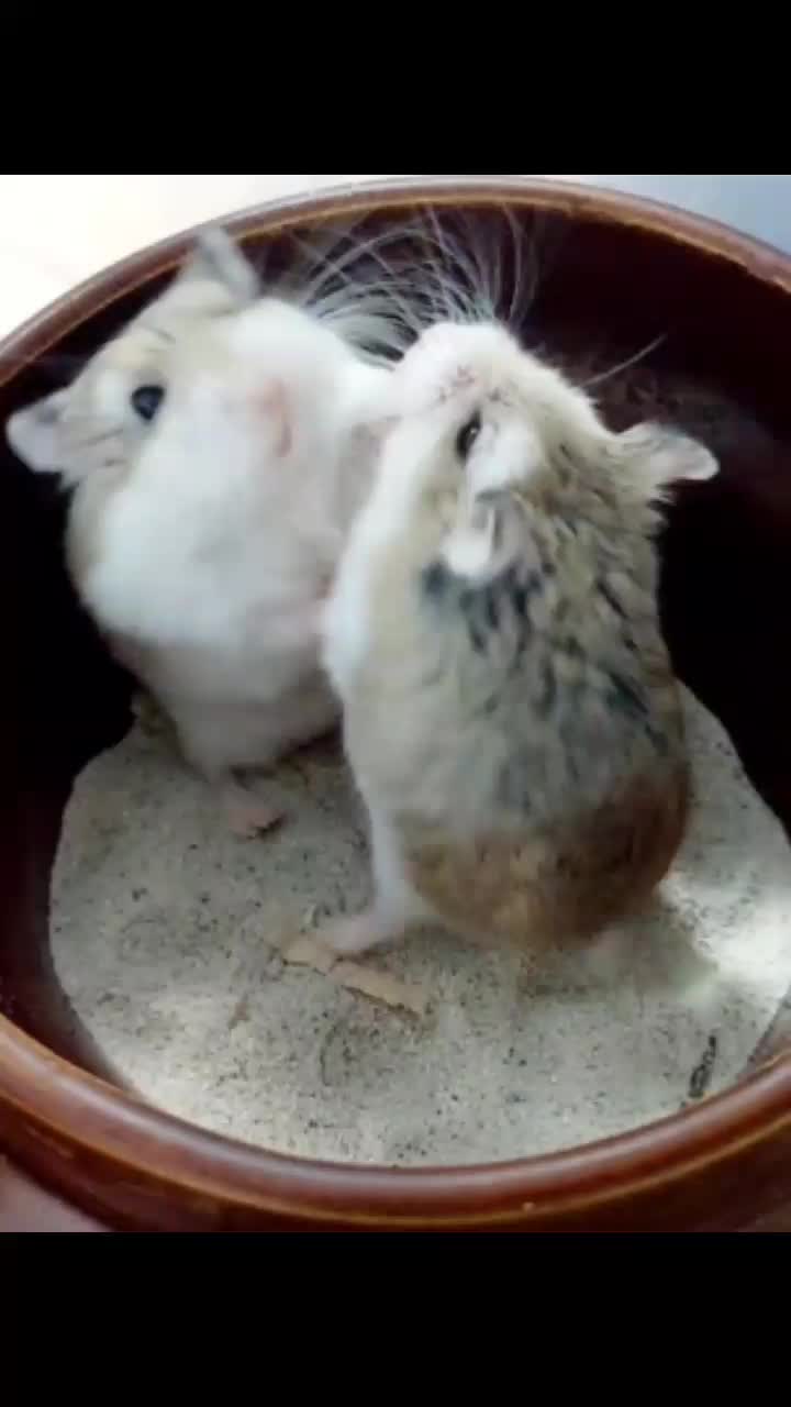 @ようちゃんAnimalPetTV