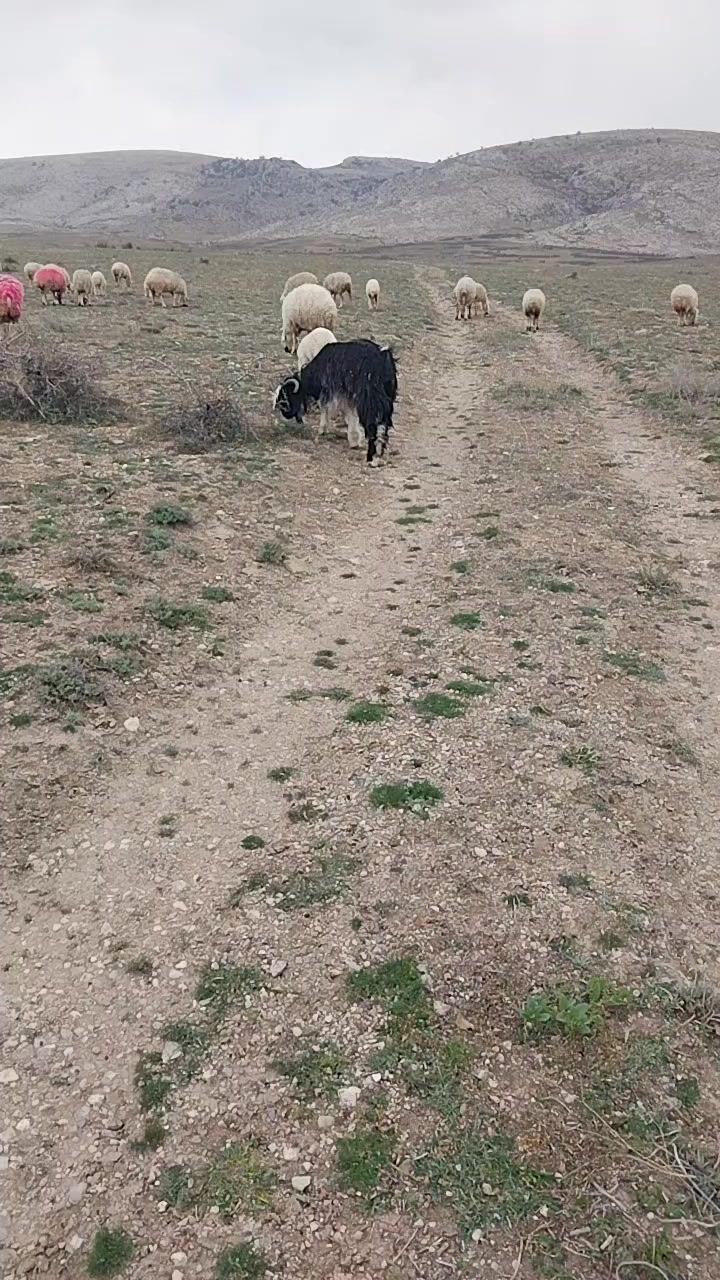 @Ismail Çapar42