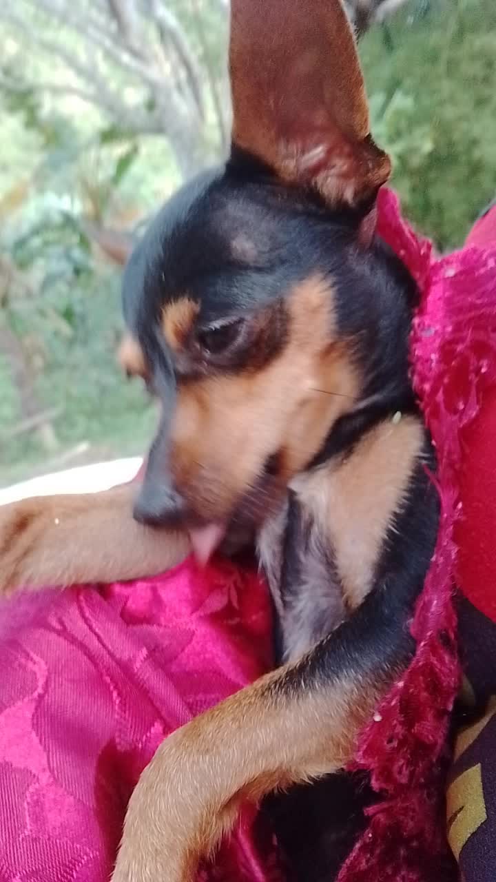 @🩷Tetê e suas pinschers🩷