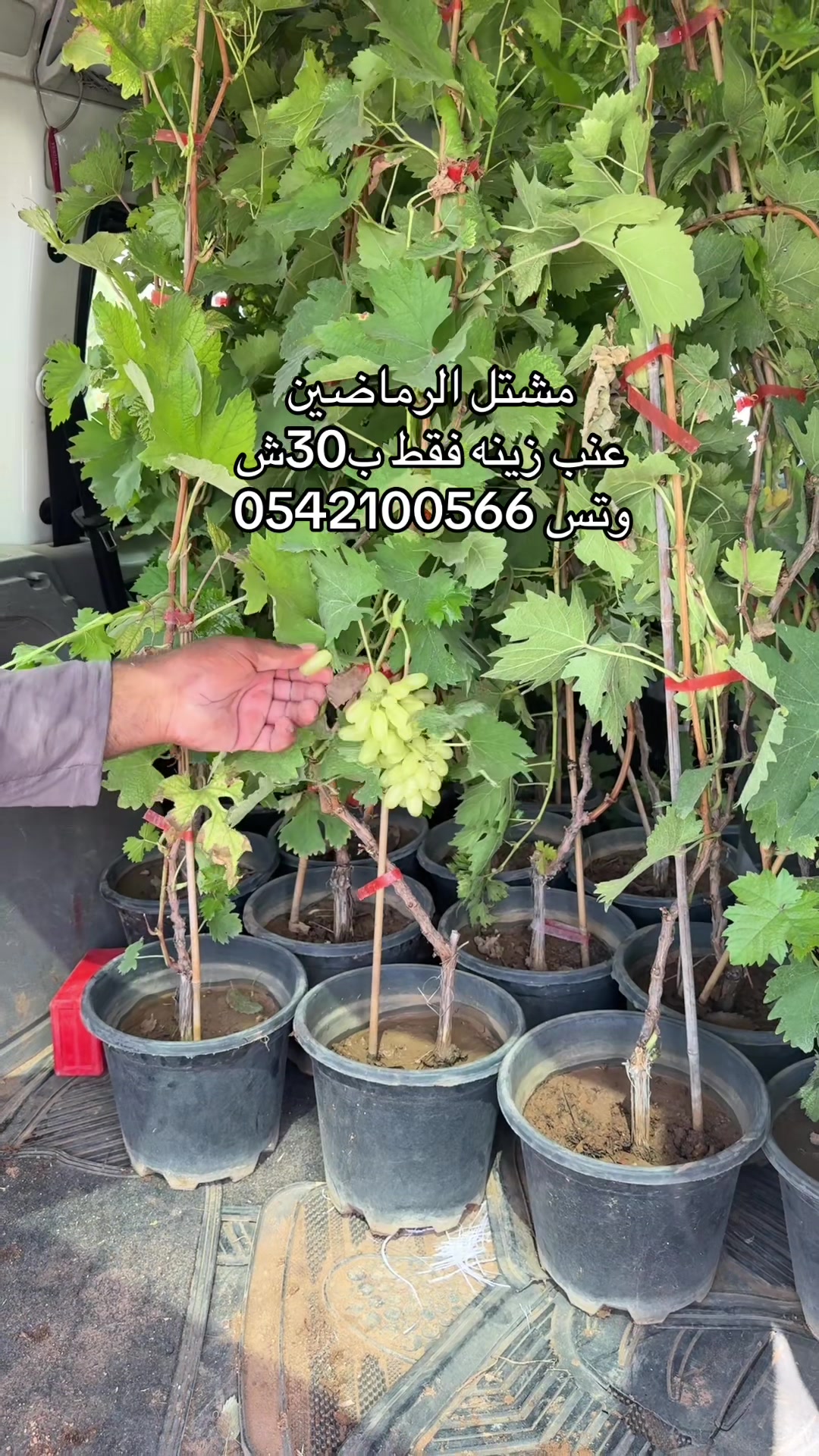 @مشتل الرماضين وتس0542100566