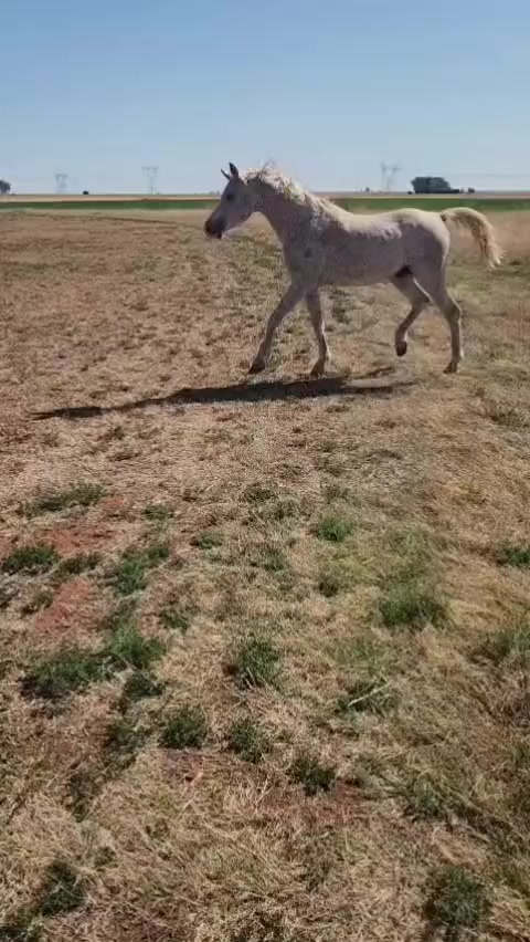 @uitzicht_arabian_stud