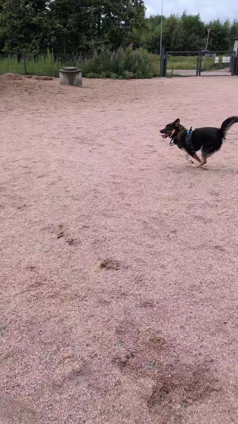 @Emma Amanda Milli (Pet hotel)