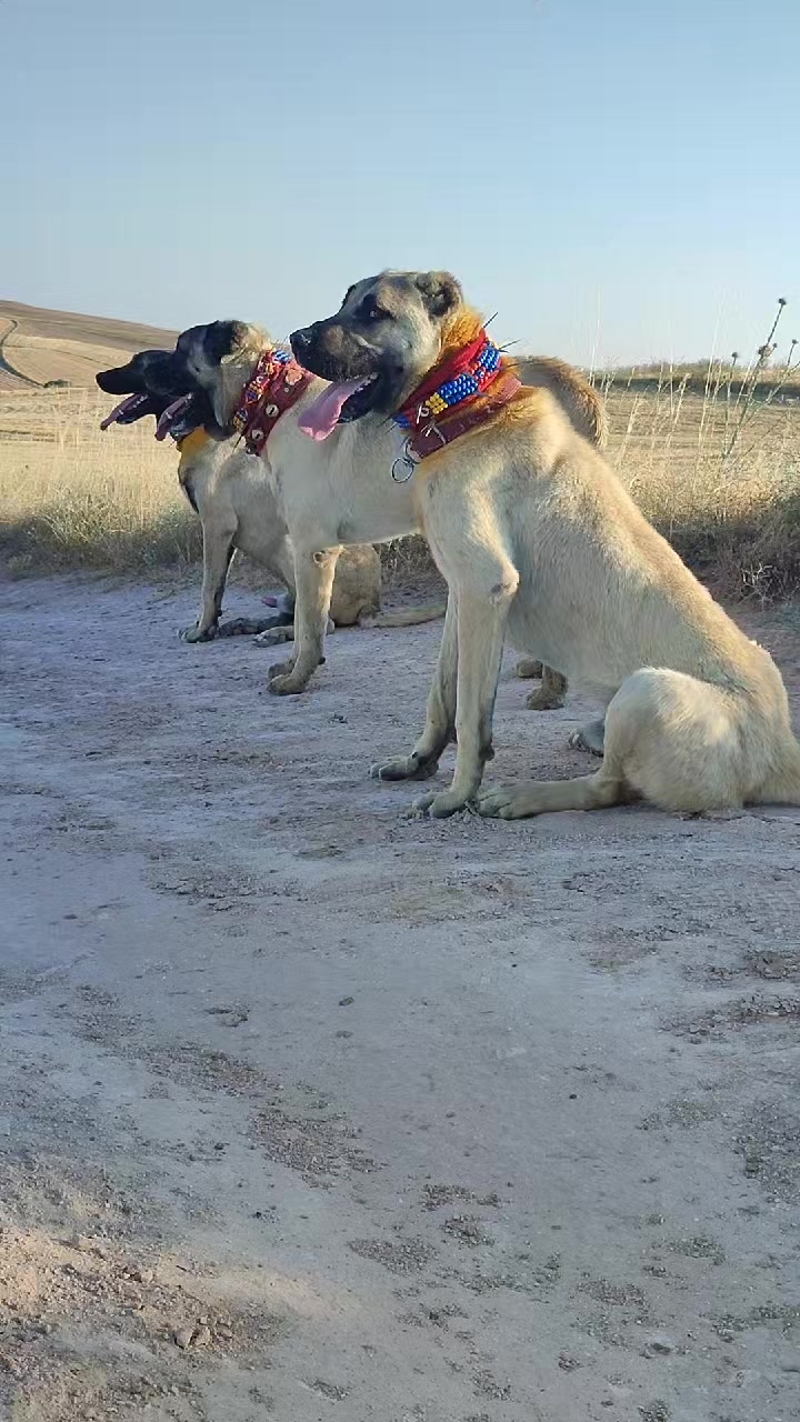 @🇹🇷 Murat Çıtak 🇹🇷
