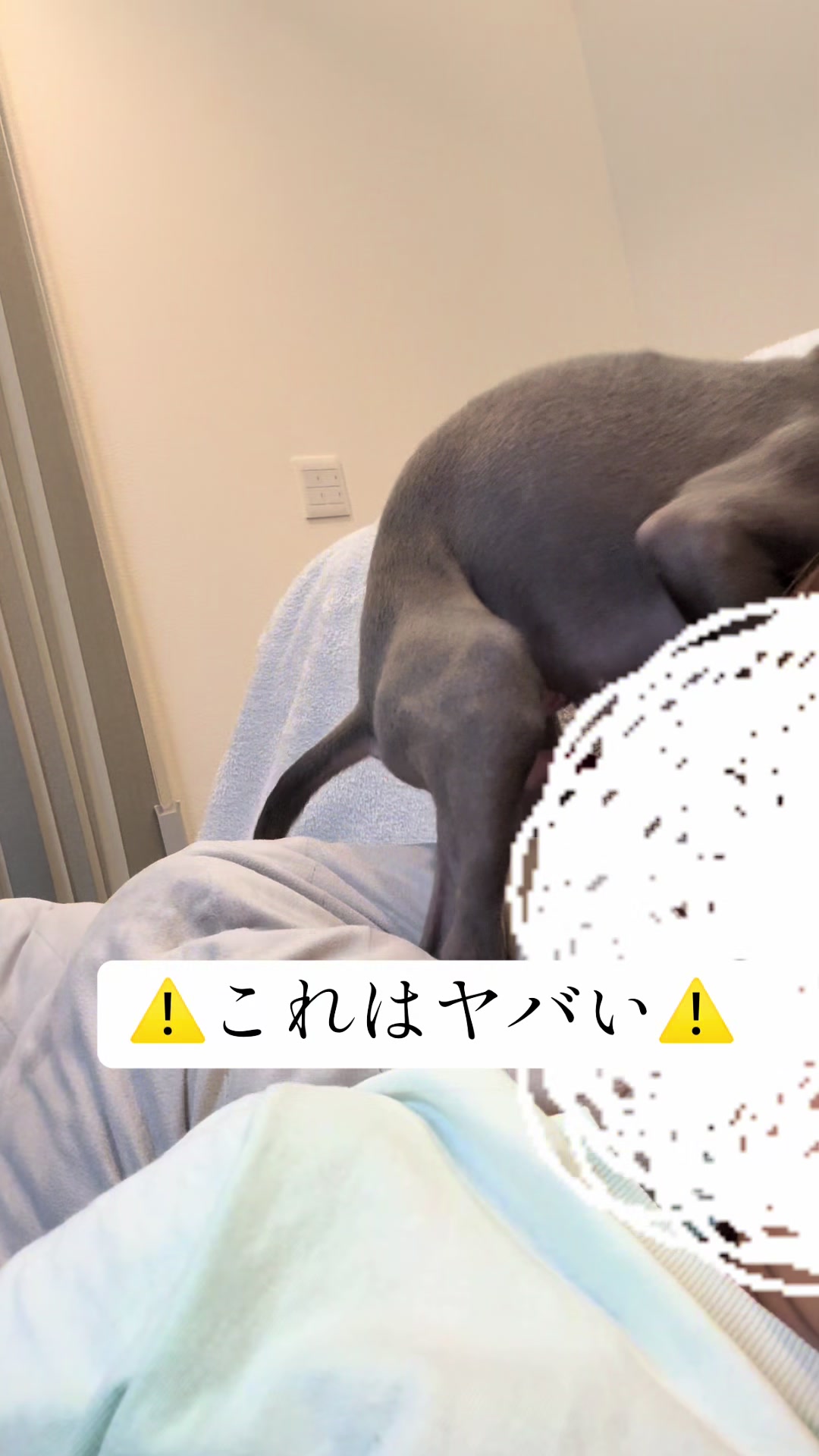 @バディーとジュニア