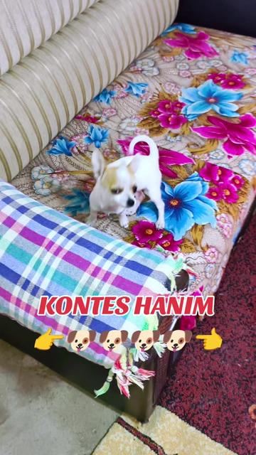 @🐕ŞHİVA MİNİK PATİLER🐕
