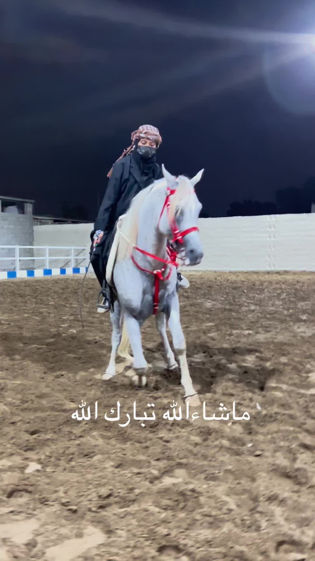 @Toly 🐎.