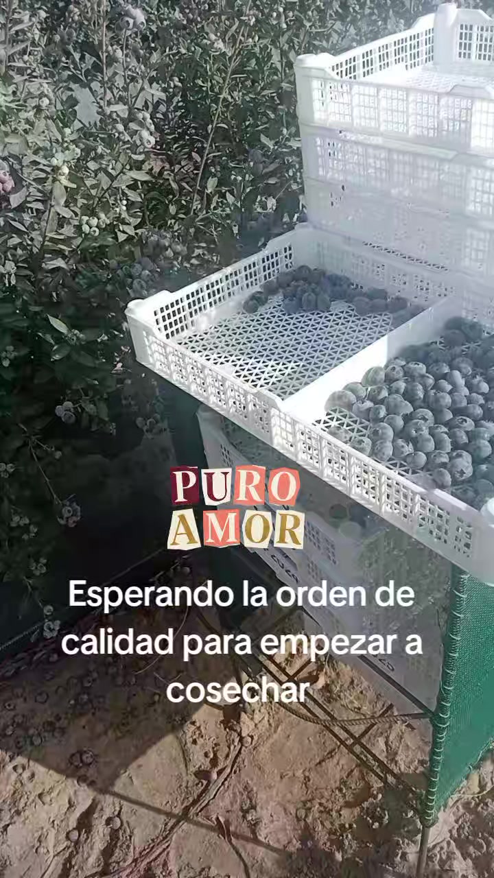 @Gisela