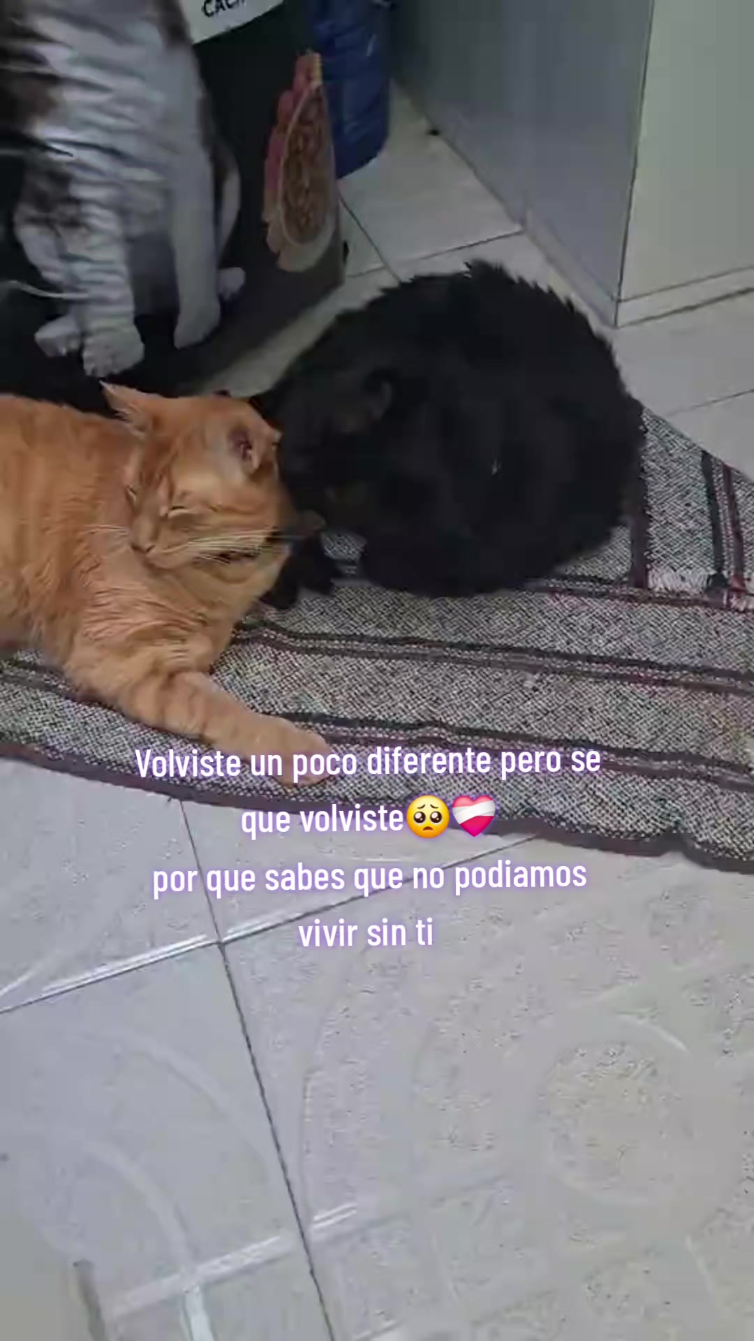@Tani(ManadaLadridosCelestiales