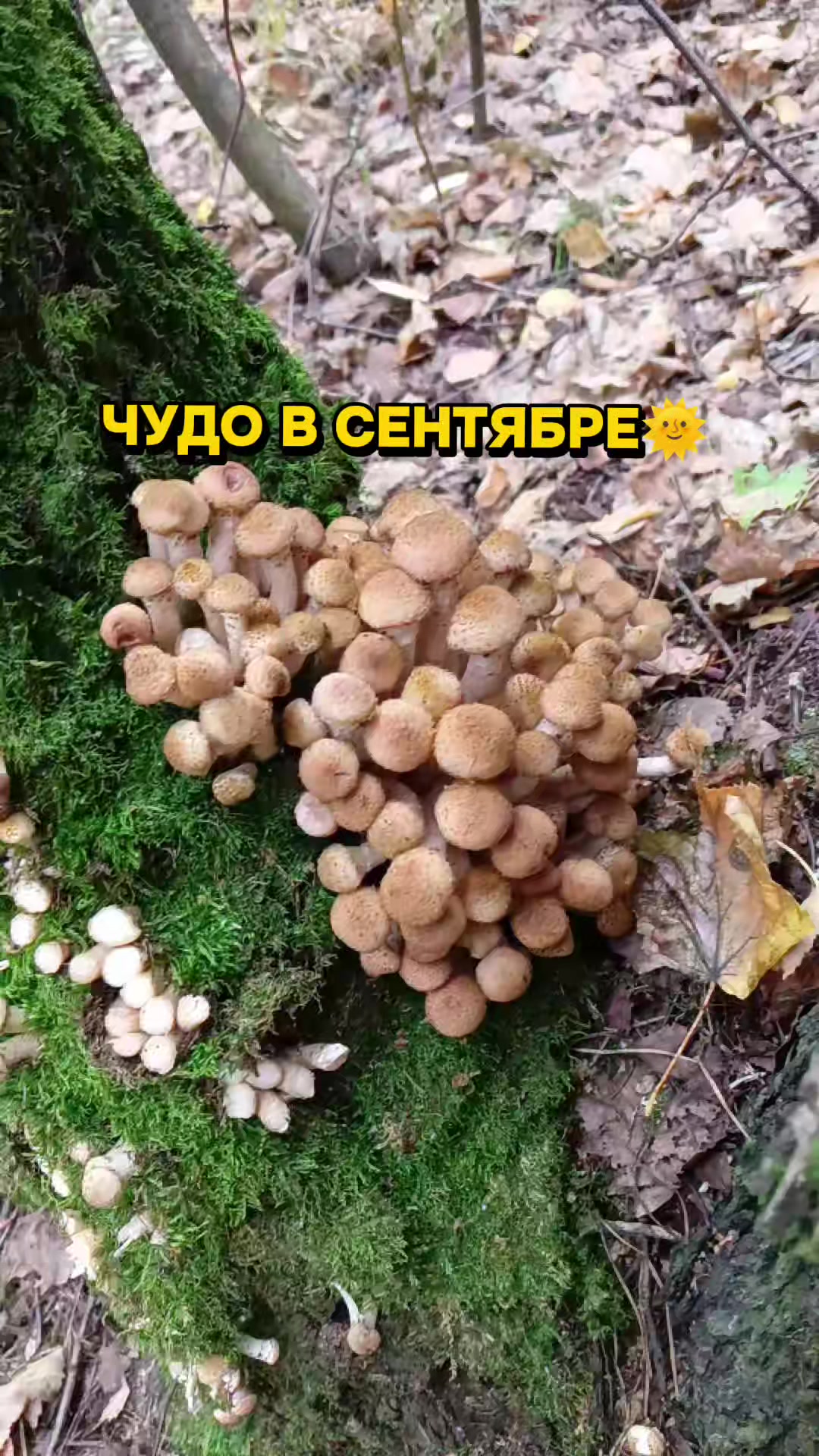@Шагида888