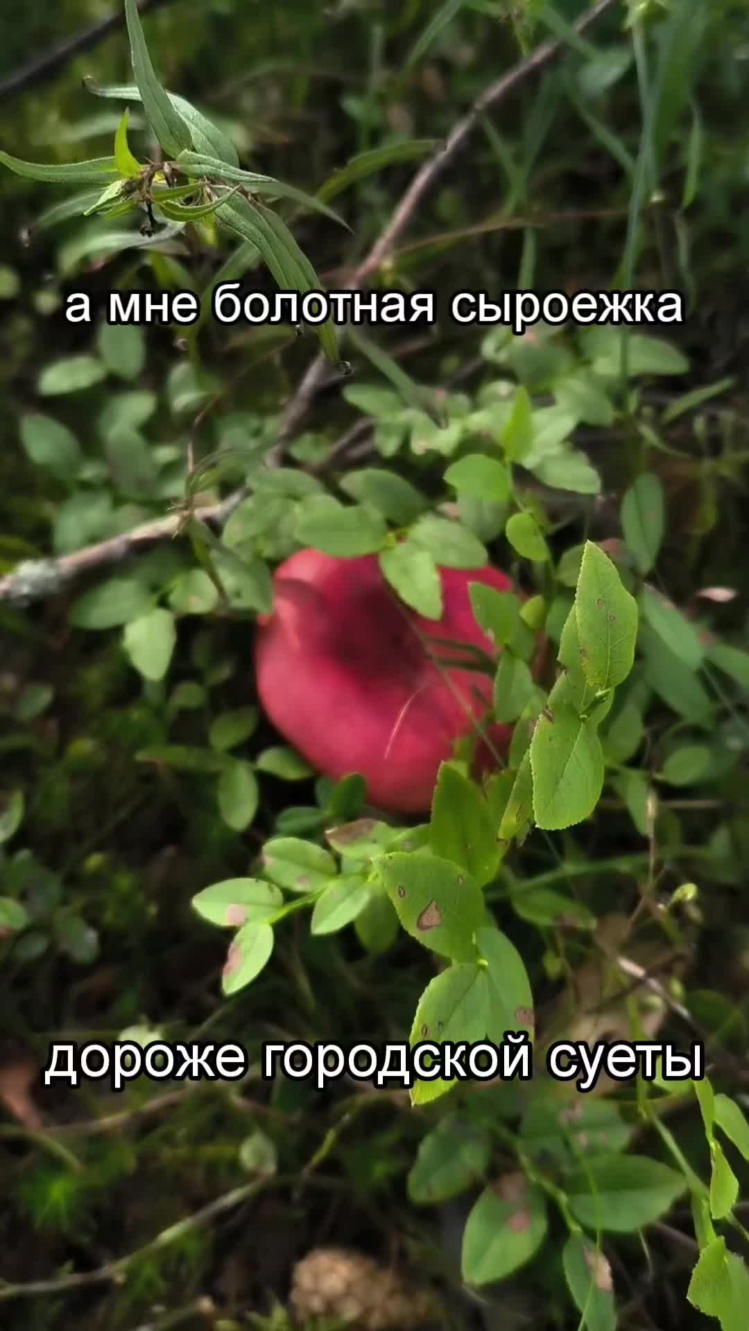 @[@] shishkarda 𔓘