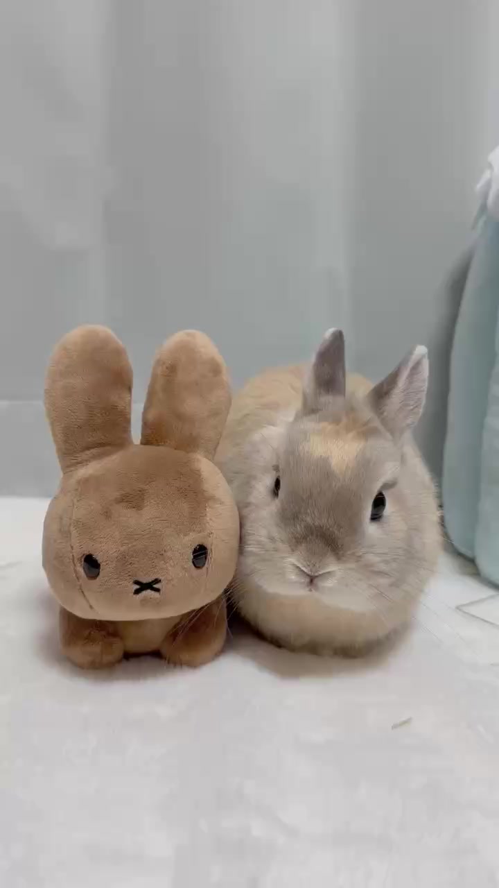 @うさぎのぷっしゅ