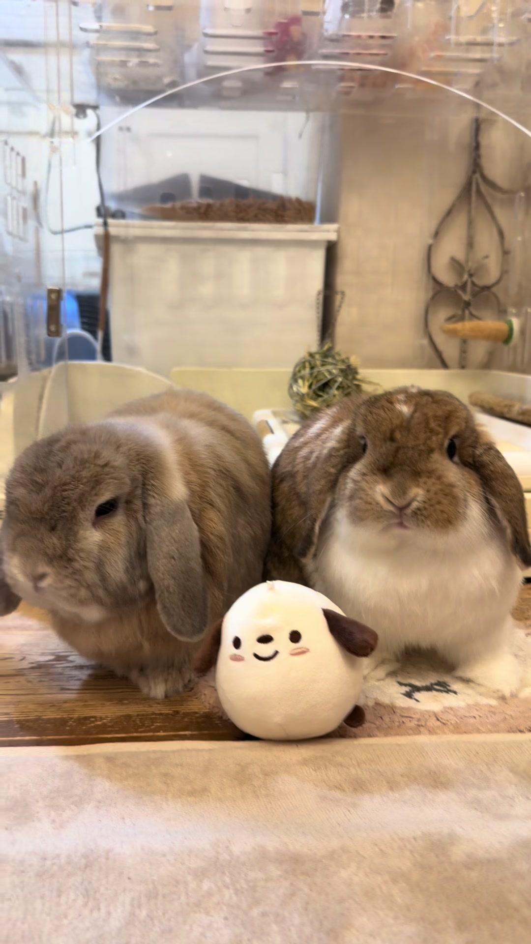 @ふわもふ🐶🐶&hearts;️🐰🐰