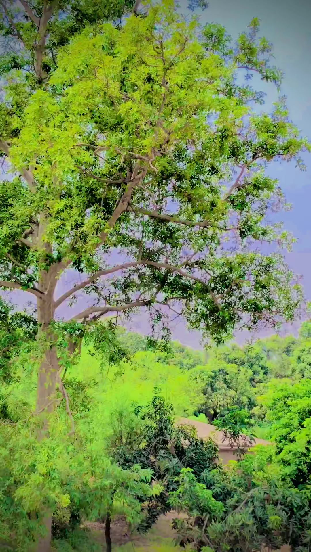 @tiktok.com/@falakshar3244