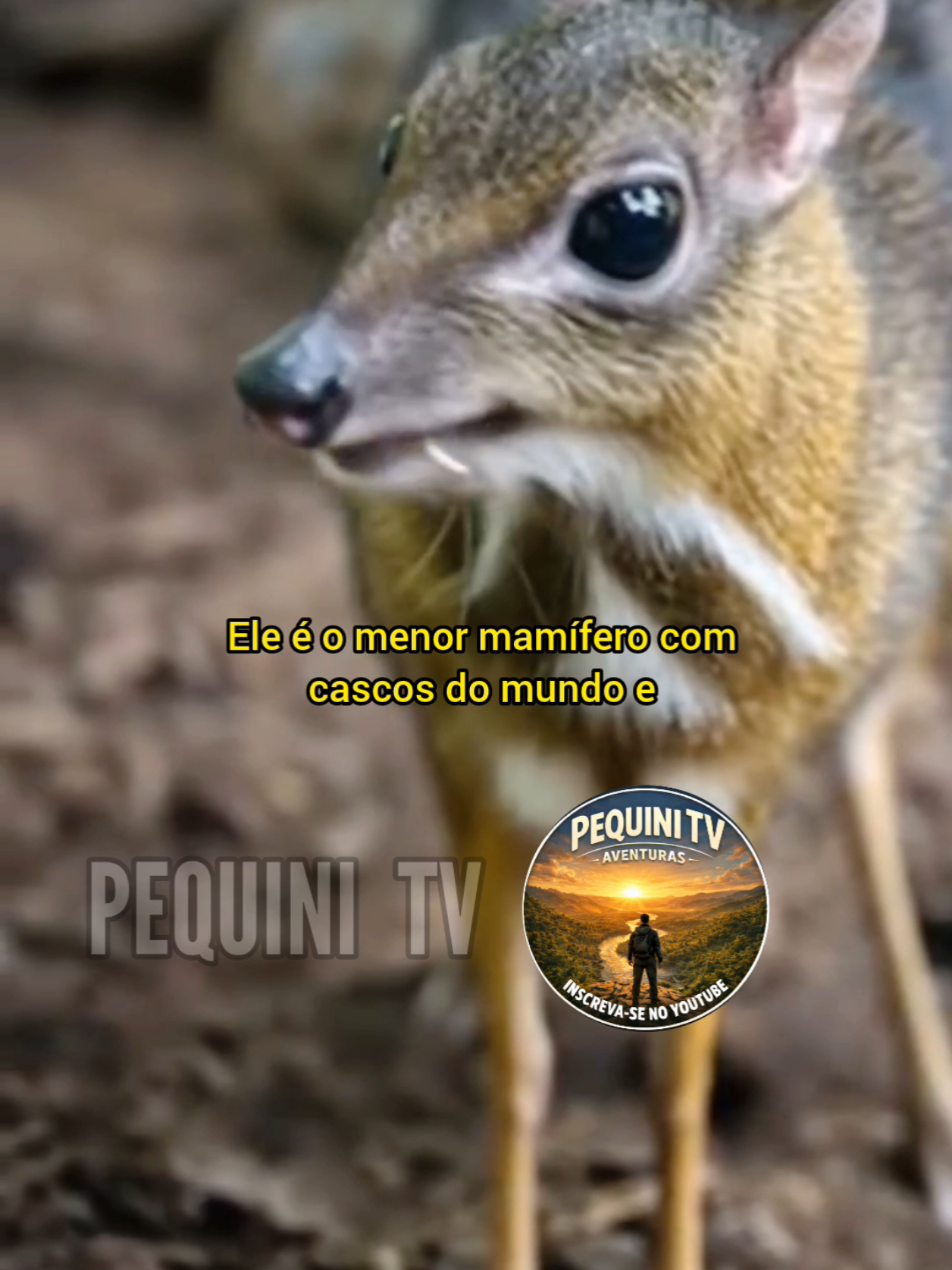 @PEQUINI TV