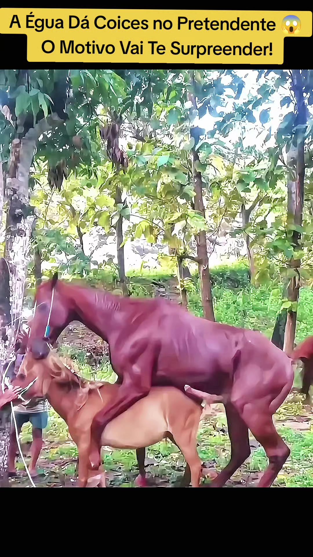 @Vida Animal Animada