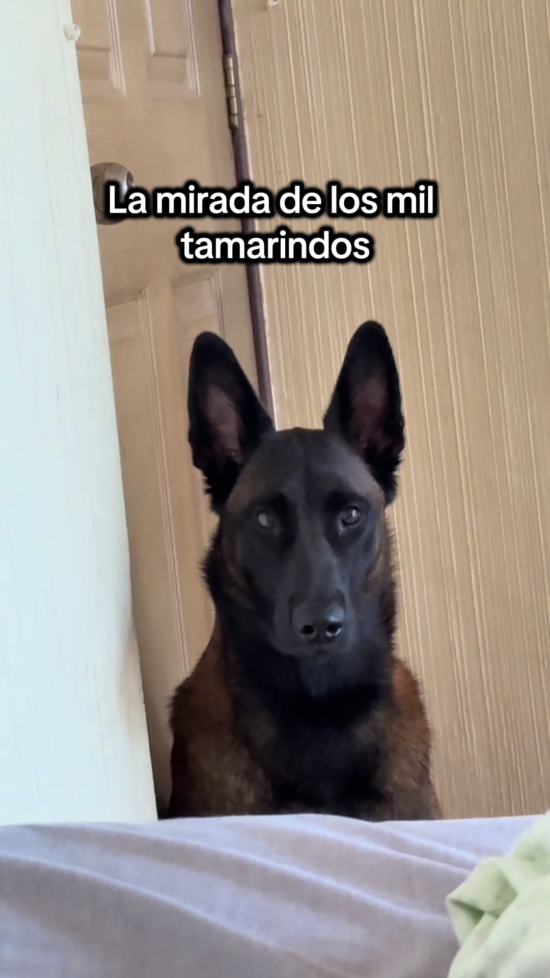 @simon_elmalinois
