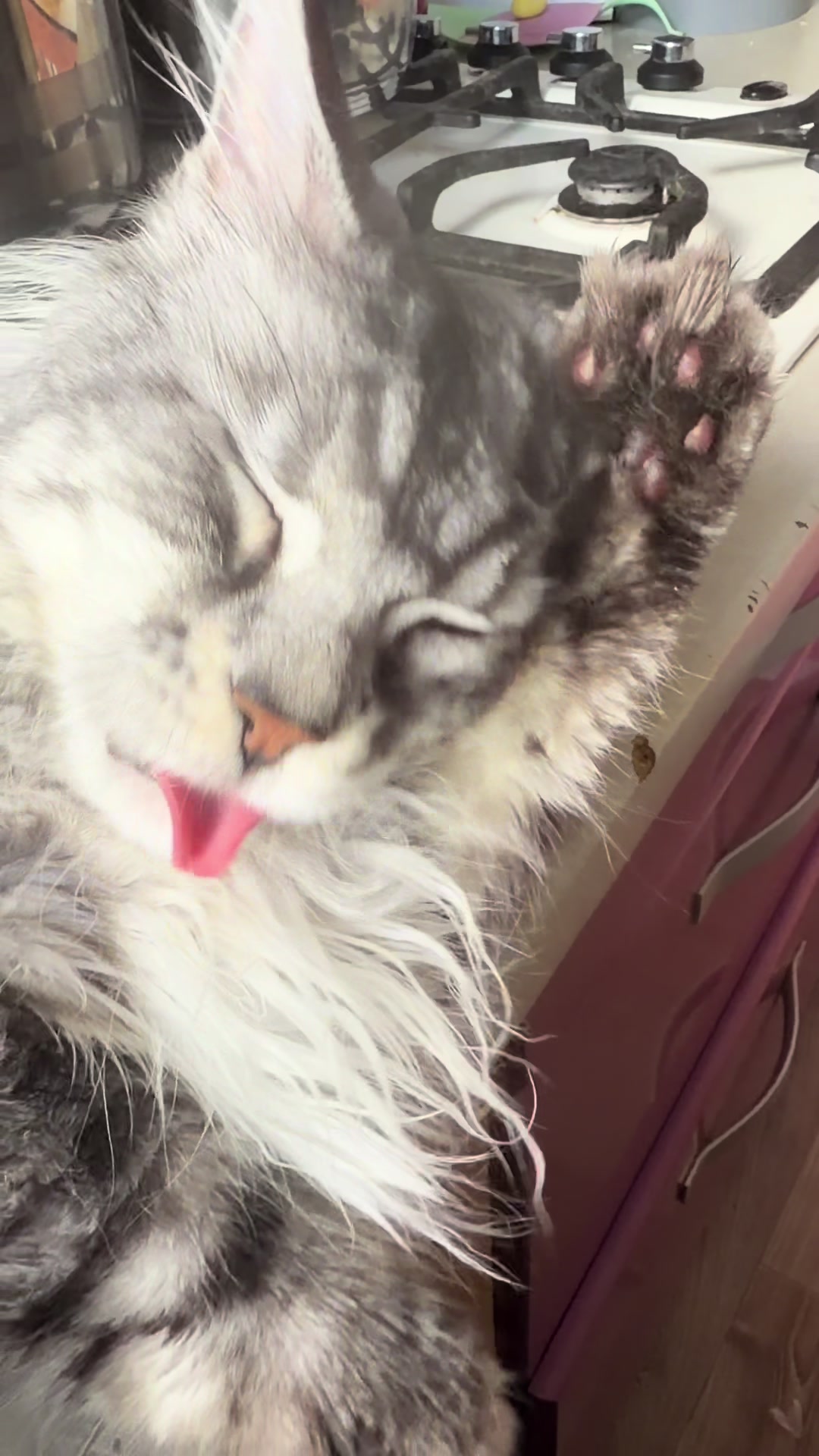 @PARAKENTOS*UA Maine coon