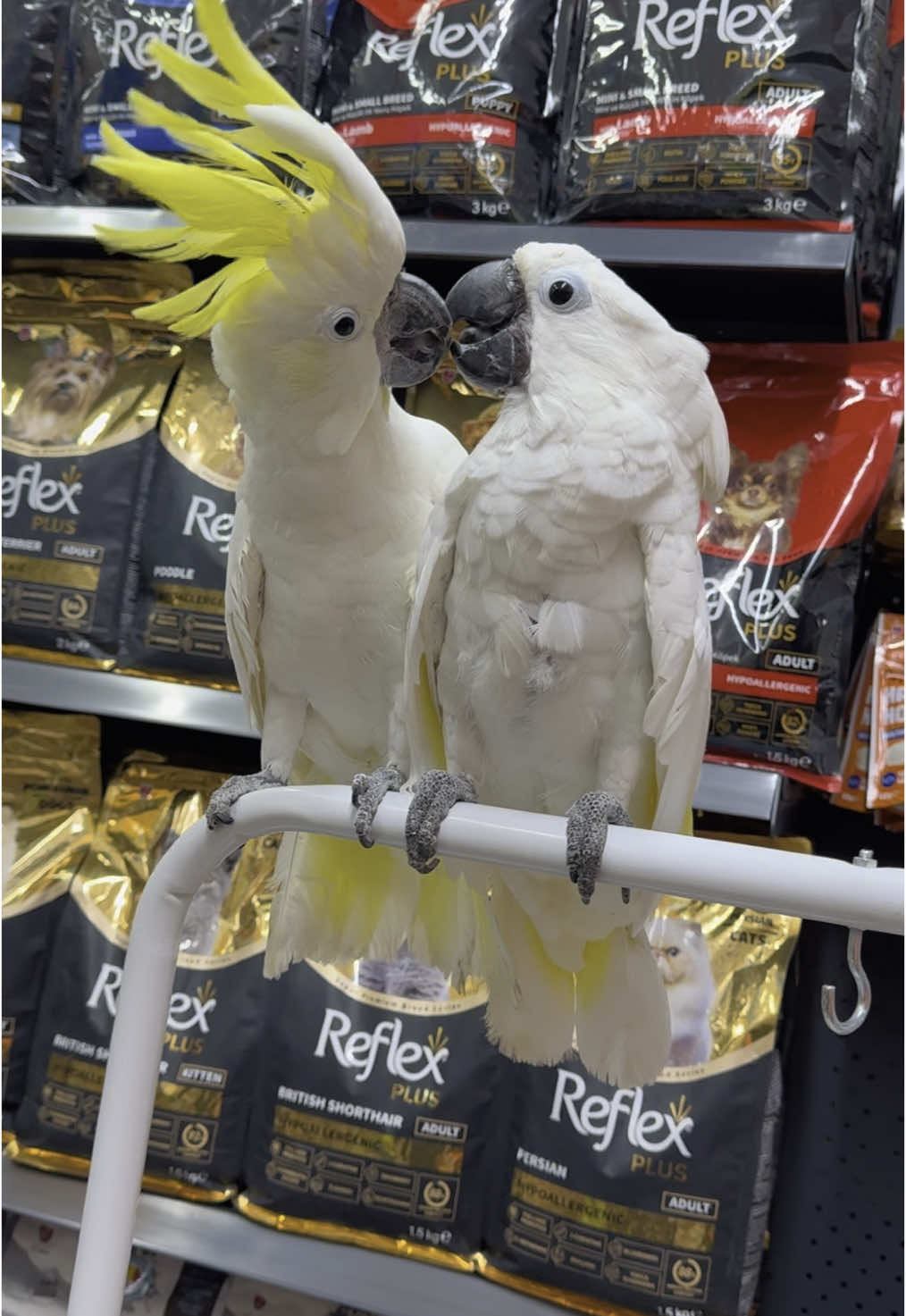 @KANMAZ PETSHOP