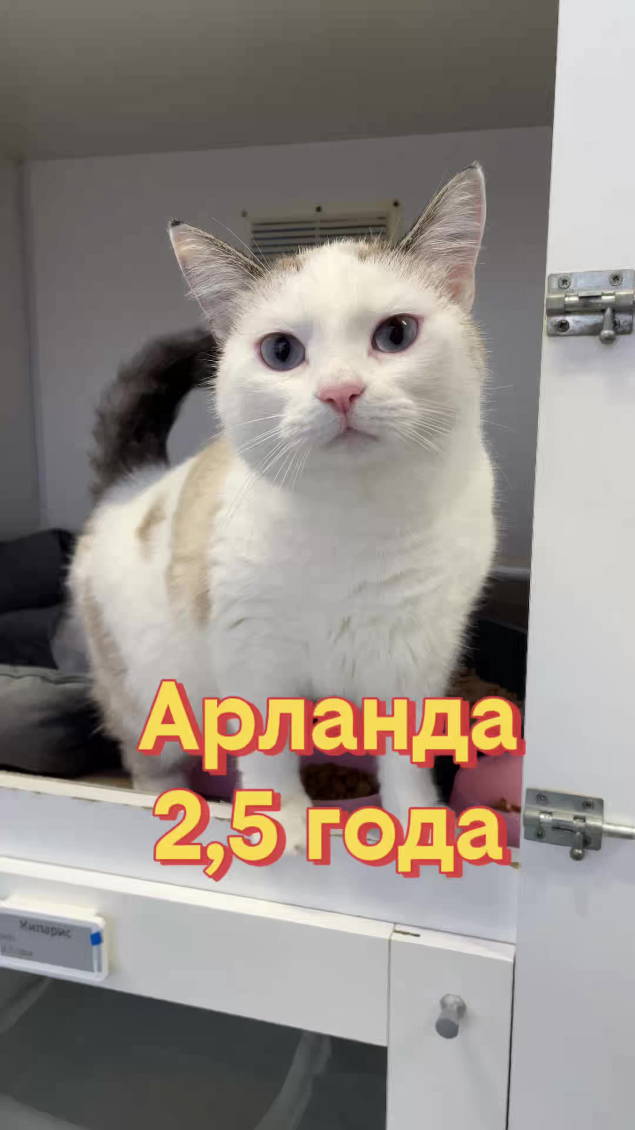@Приют Новый дом