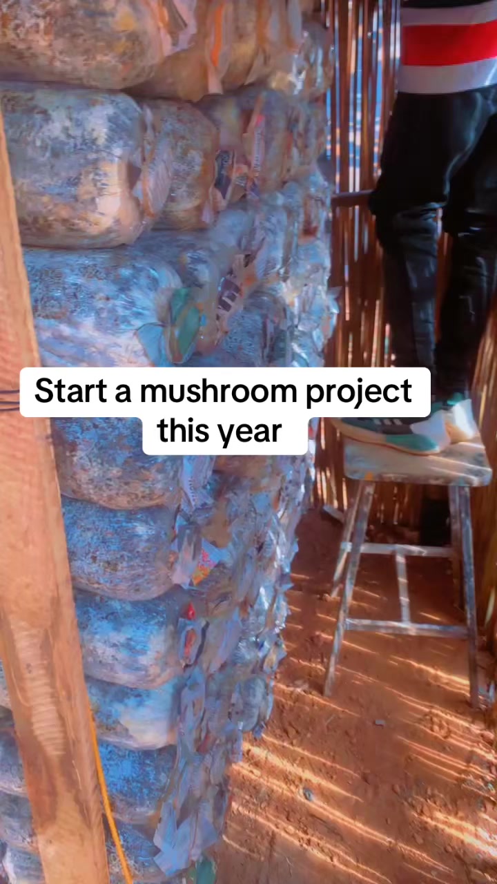 @BLESSED AGRICULTURAL MUSHROOM