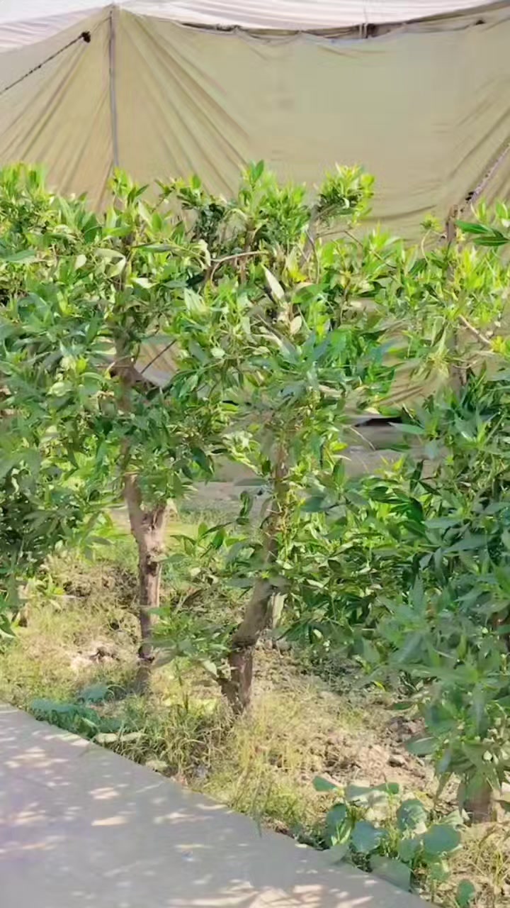 @Mehar Majo🇵🇰
